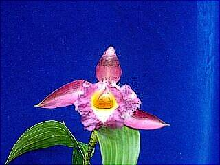ORCHIDEES DU FENOUILLEDES
