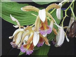 ORCHIDEES DU FENOUILLEDES