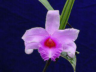ORCHIDEES DU FENOUILLEDES