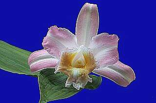 ORCHIDEES DU FENOUILLEDES
