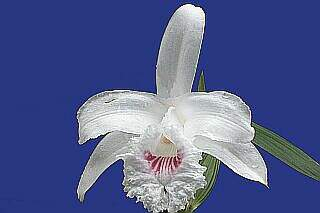 ORCHIDEES DU FENOUILLEDES
