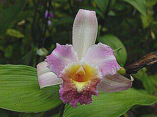 ORCHIDEES DU FENOUILLEDES