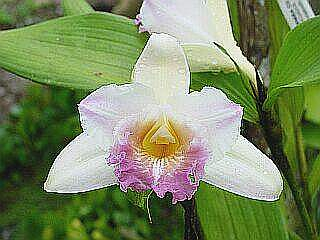 ORCHIDEES DU FENOUILLEDES