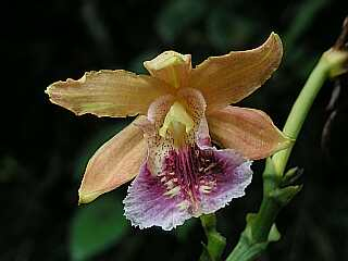 ORCHIDEES DU FENOUILLEDES