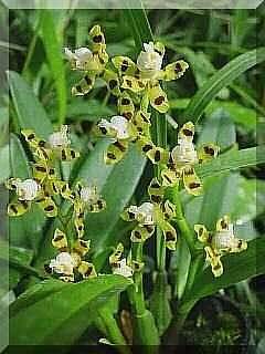 ORCHIDEES DU FENOUILLEDES