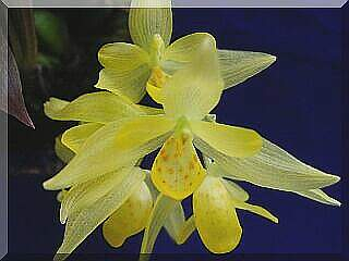 ORCHIDEES DU FENOUILLEDES