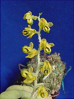 ORCHIDEES DU FENOUILLEDES
