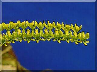 ORCHIDEES DU FENOUILLEDES