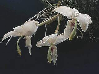 ORCHIDEES DU FENOUILLEDES