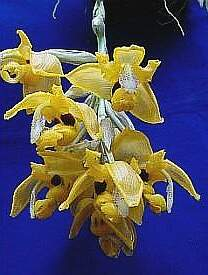 ORCHIDEES DU FENOUILLEDES