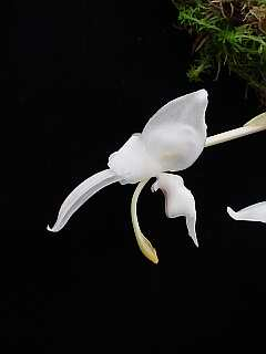 ORCHIDEES DU FENOUILLEDES
