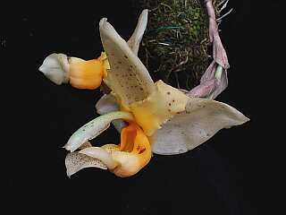 ORCHIDEES DU FENOUILLEDES