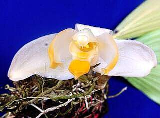 ORCHIDEES DU FENOUILLEDES