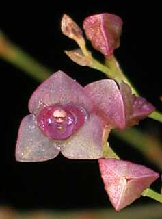 ORCHIDEES DU FENOUILLEDES