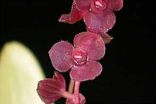 ORCHIDEES DU FENOUILLEDES