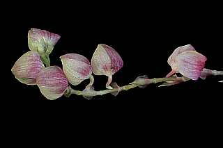ORCHIDEES DU FENOUILLEDES