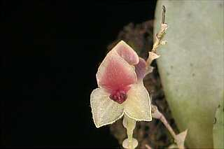 ORCHIDEES DU FENOUILLEDES