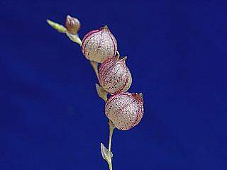 ORCHIDEES DU FENOUILLEDES