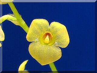 ORCHIDEES DU FENOUILLEDES