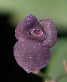 ORCHIDEES DU FENOUILLEDES