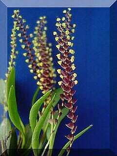 ORCHIDEES DU FENOUILLEDES