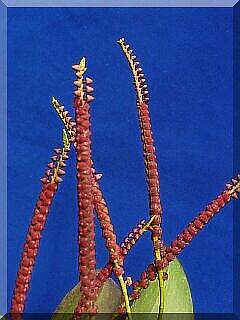 ORCHIDEES DU FENOUILLEDES