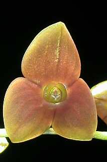 ORCHIDEES DU FENOUILLEDES