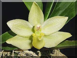 ORCHIDEES DU FENOUILLEDES