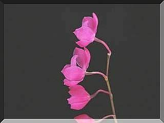 ORCHIDEES DU FENOUILLEDES