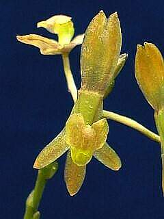 ORCHIDEES DU FENOUILLEDES