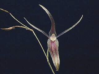 ORCHIDEES DU FENOUILLEDES