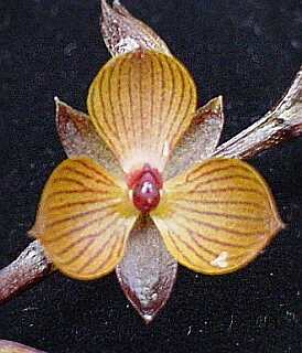 ORCHIDEES DU FENOUILLEDES