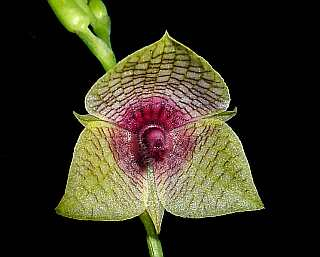 ORCHIDEES DU FENOUILLEDES