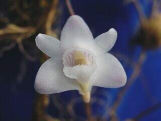 ORCHIDEES DU FENOUILLEDES