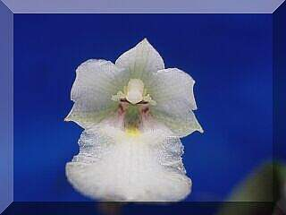ORCHIDEES DU FENOUILLEDES