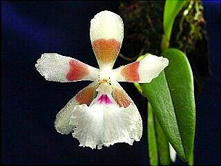 ORCHIDEES DU FENOUILLEDES