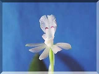 ORCHIDEES DU FENOUILLEDES
