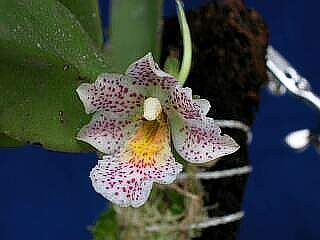ORCHIDEES DU FENOUILLEDES