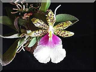 ORCHIDEES DU FENOUILLEDES