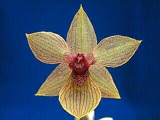 ORCHIDEES DU FENOUILLEDES