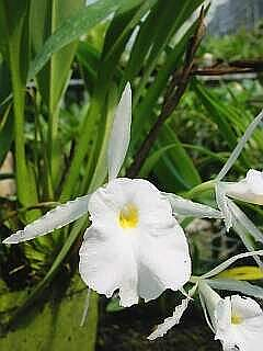 ORCHIDEES DU FENOUILLEDES