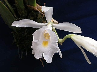 ORCHIDEES DU FENOUILLEDES