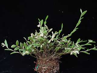ORCHIDEES DU FENOUILLEDES