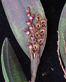 ORCHIDEES DU FENOUILLEDES