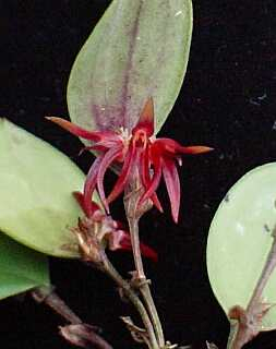 ORCHIDEES DU FENOUILLEDES