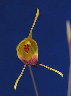 ORCHIDEES DU FENOUILLEDES