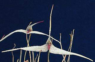 ORCHIDEES DU FENOUILLEDES