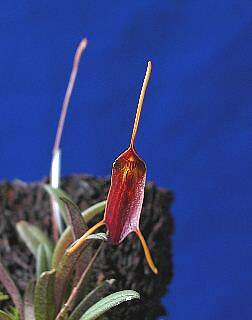 ORCHIDEES DU FENOUILLEDES