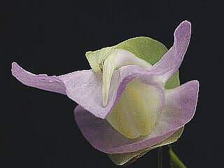 ORCHIDEES DU FENOUILLEDES