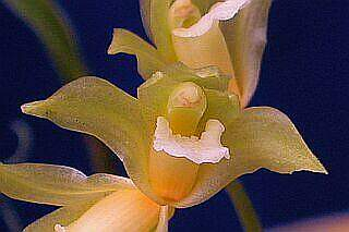 ORCHIDEES DU FENOUILLEDES